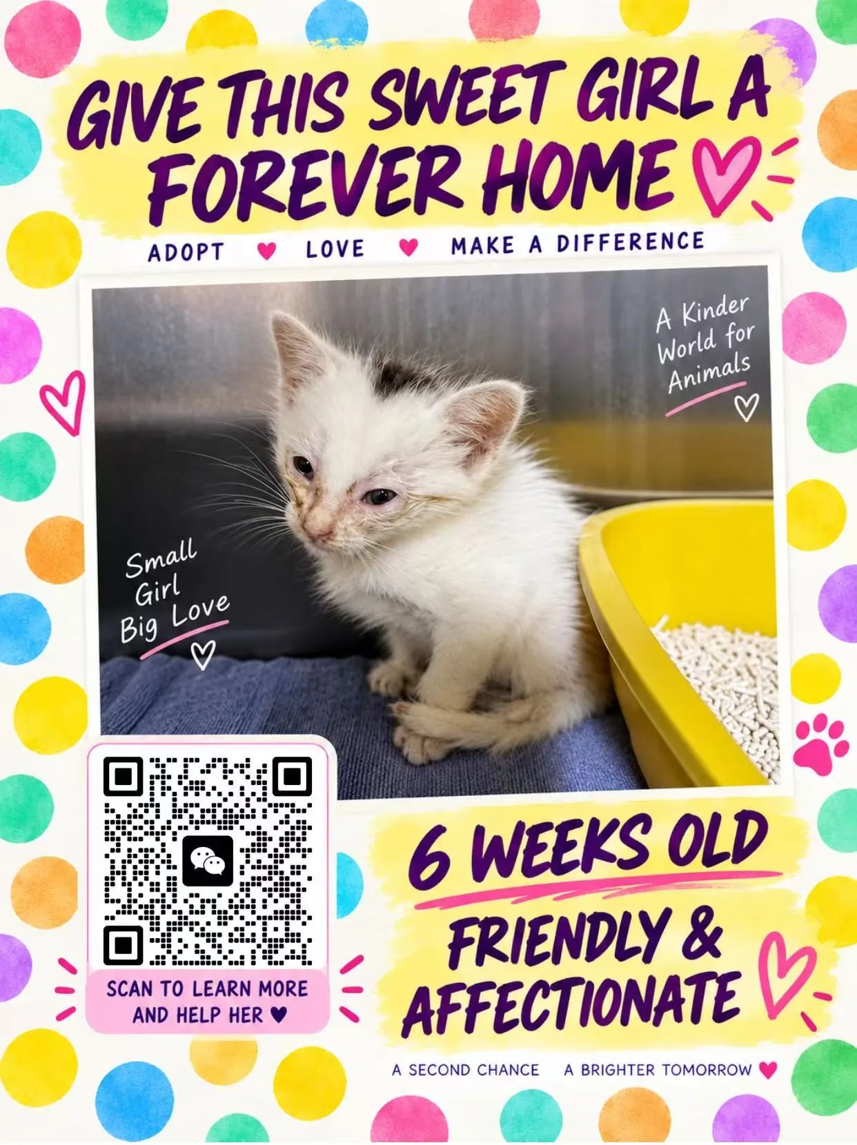 Sweet Cat  Looking for a Foster Home or Forever Home