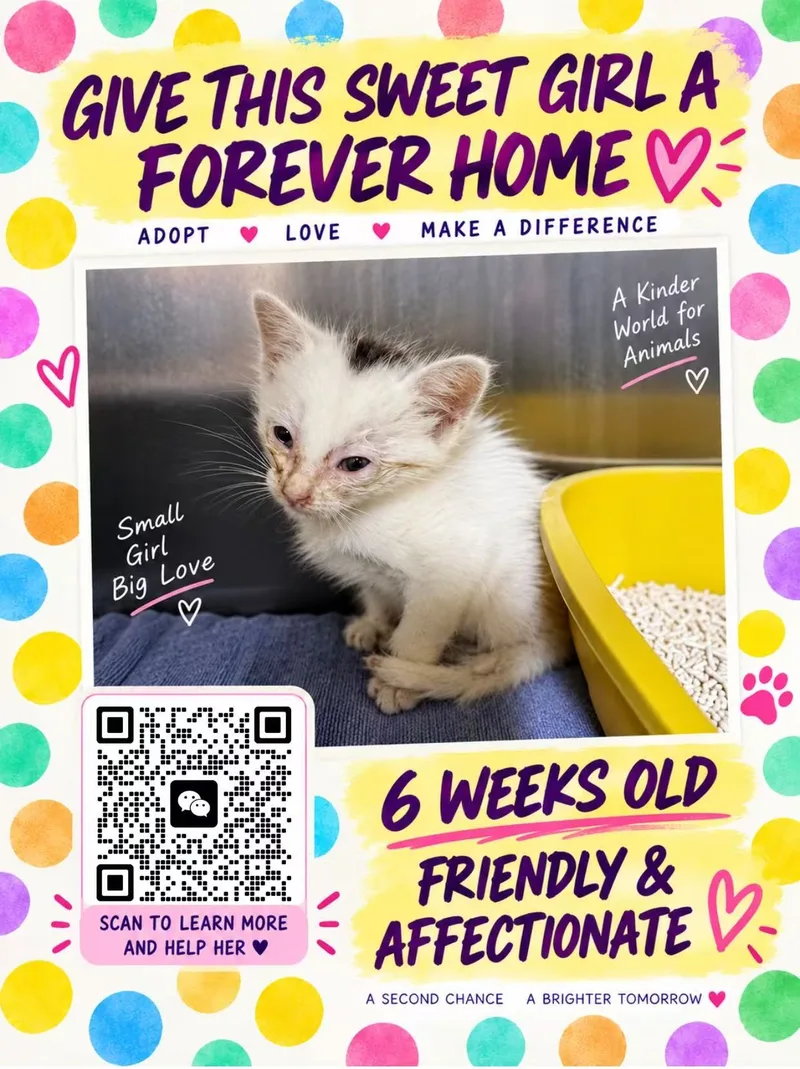 Sweet Cat  Looking for a Foster Home or Forever Home