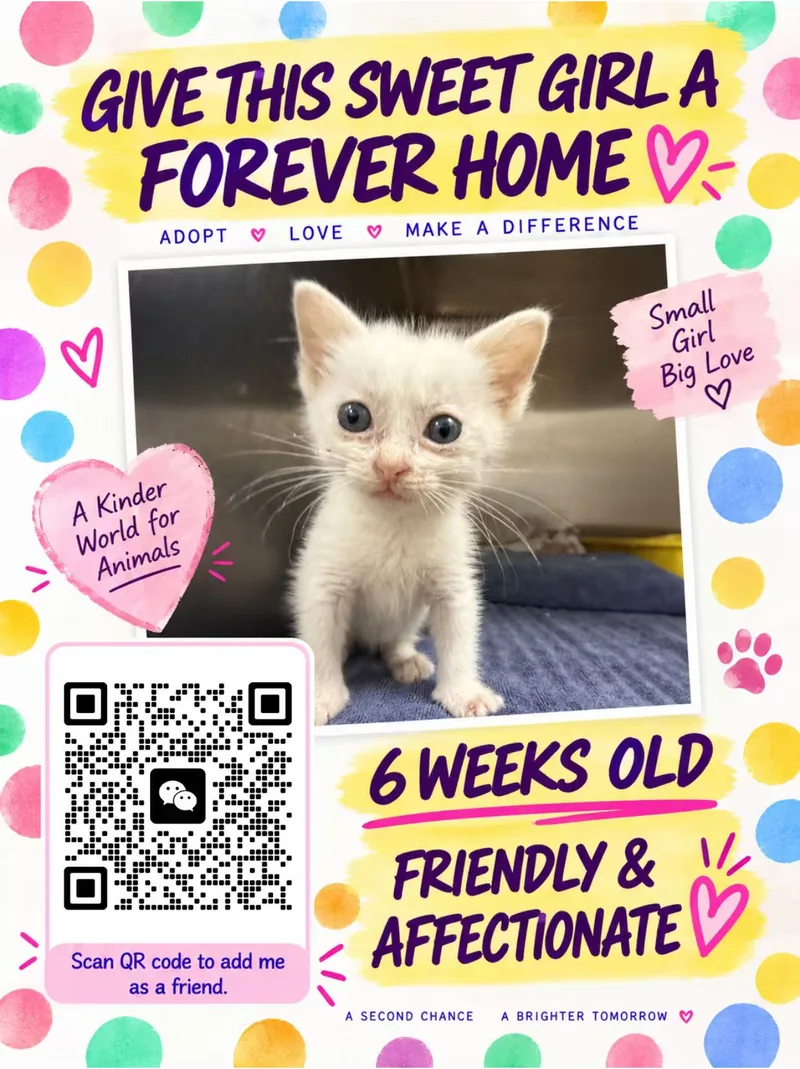 Sweet Cat  Looking for a Foster Home or Forever Home