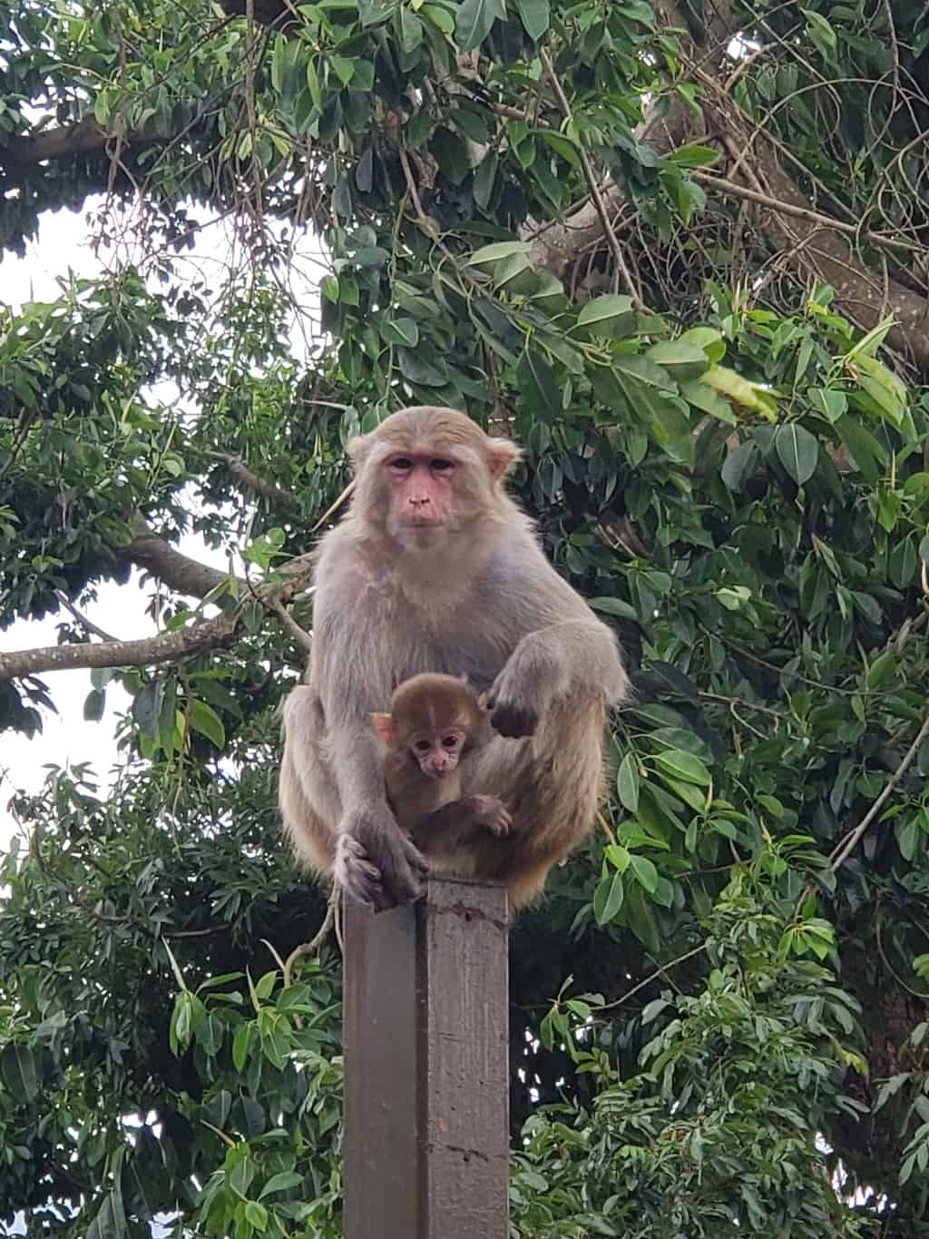 Monkeying Around In Hong Kong