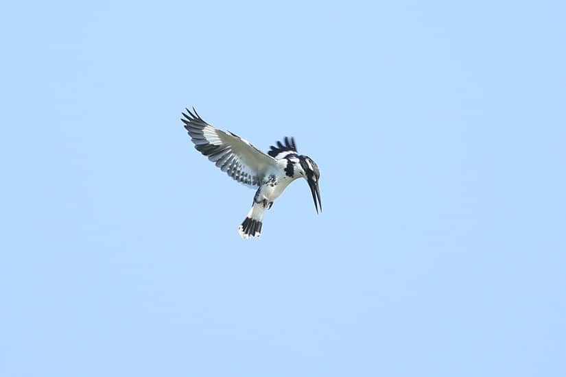 Bird Watching Festival