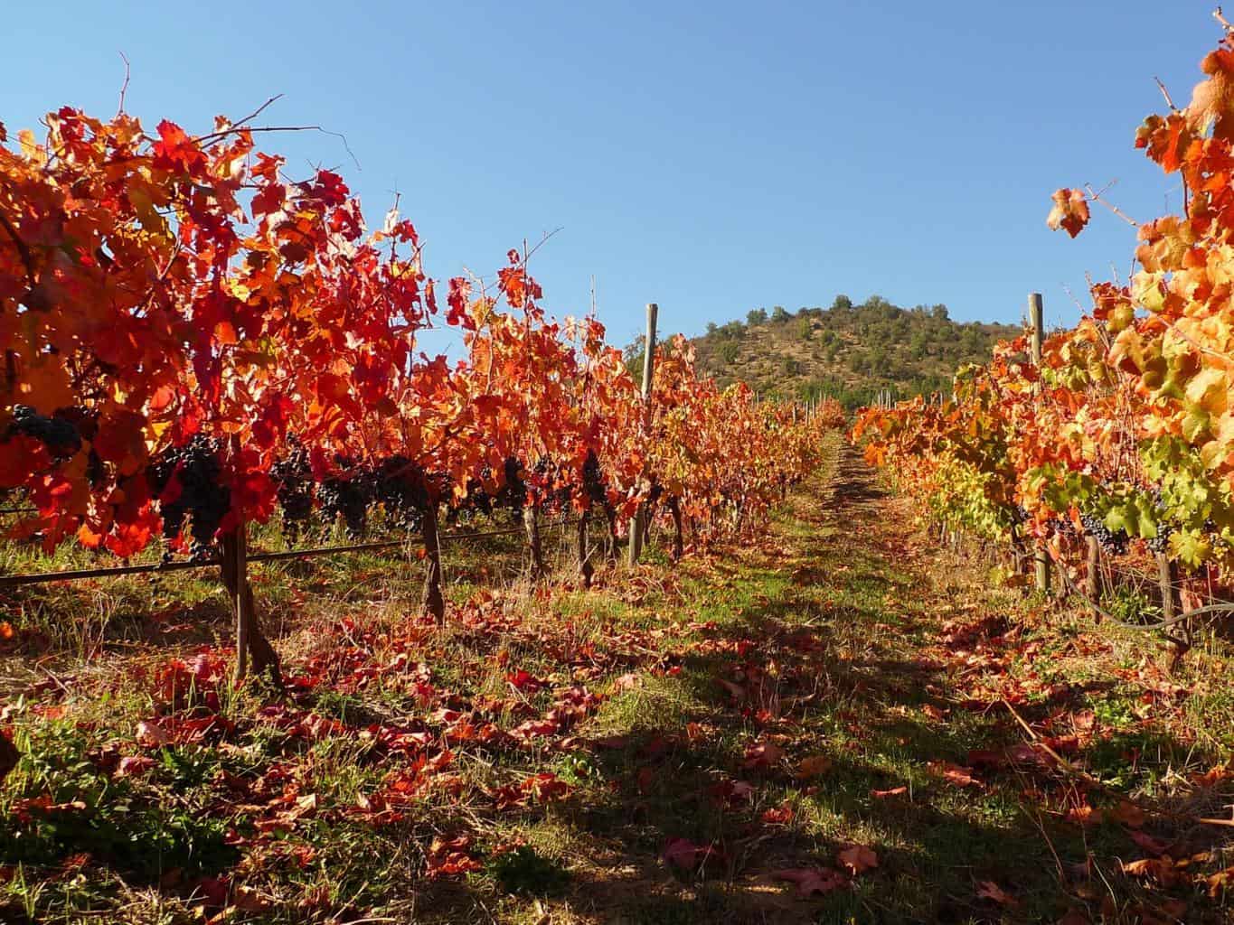Purchasing Wines in China: War on Fakes