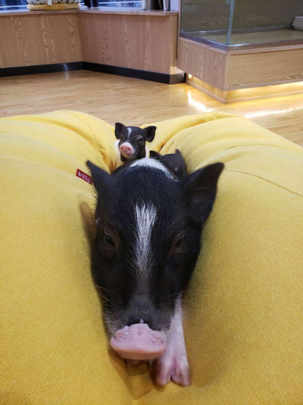 (CLOSED) Cute Pig Cafe in Shenzhen