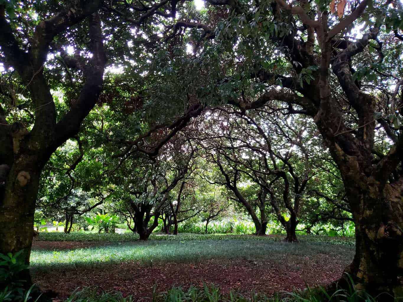 Lixiang Park in Shenzhen