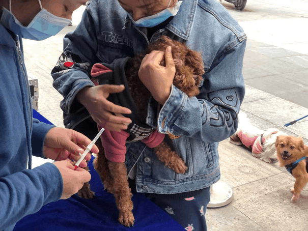 Pet Dogs Must be Microchipped Before Jan. 24: Authority