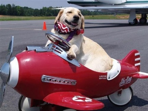 Pets Importing/Moving to China Part I