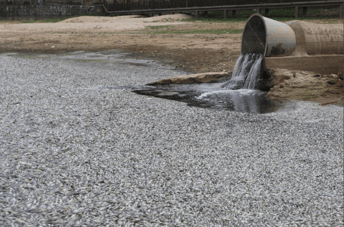 Numerous Dead Fish Floating on the Lake of Minghu Park