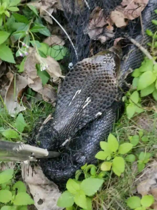 3 Meter, 4 Pound King Cobra Discovered and Captured in Shenzhen
