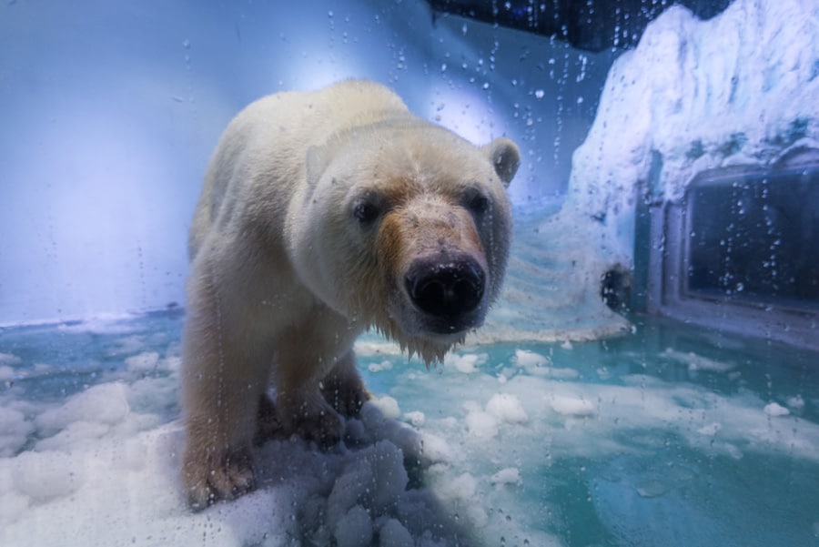 'World's Saddest Polar Bear' Exhibited in Guangzhou