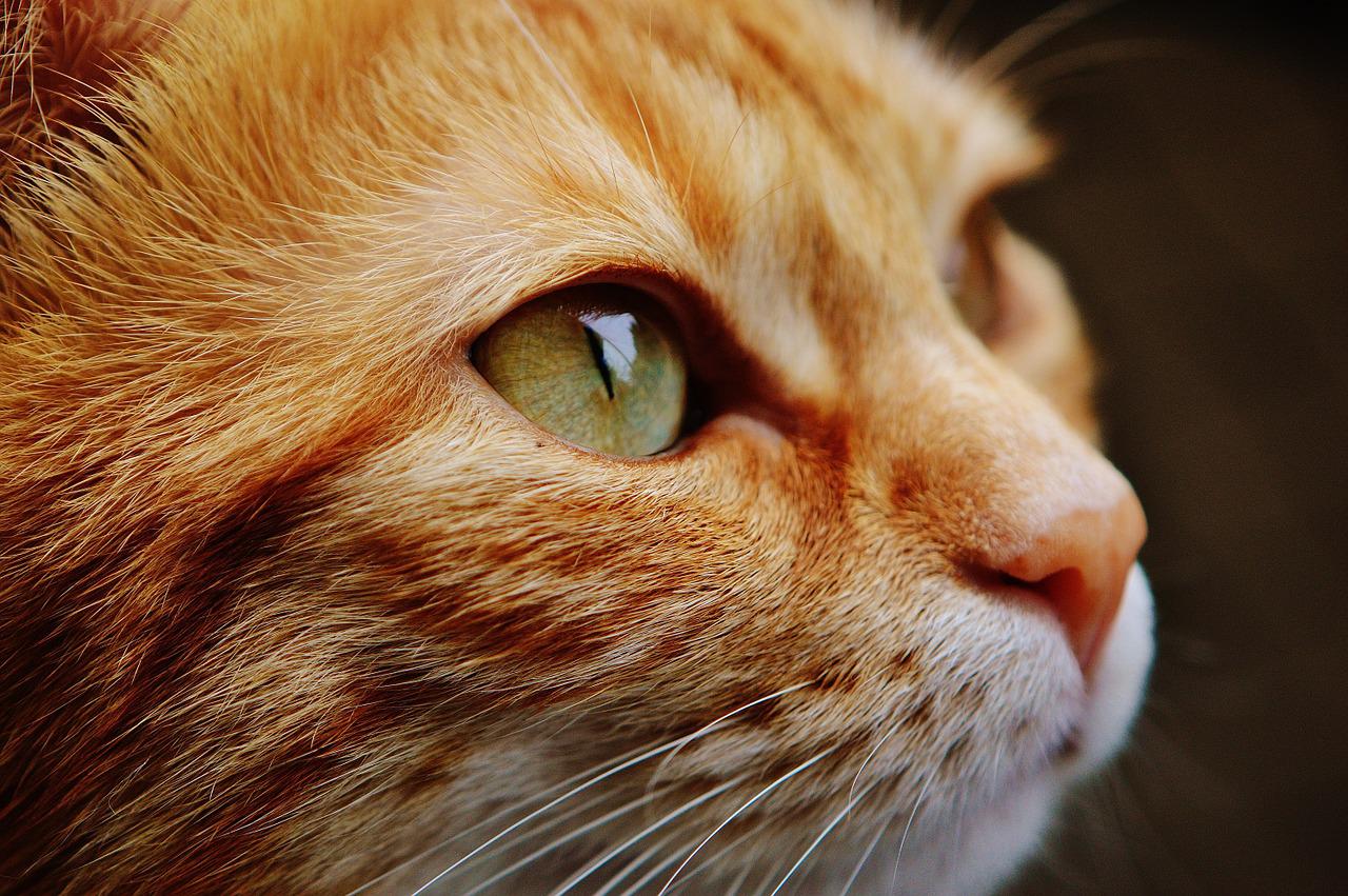 EasySZ: How To Exist From China With Your Pets?