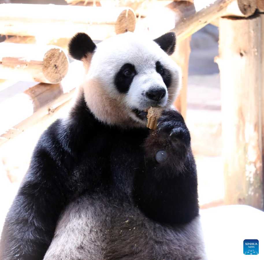 Giant Panda Triplets Enjoy Special 'Mooncakes' on Mid-Autumn Festival