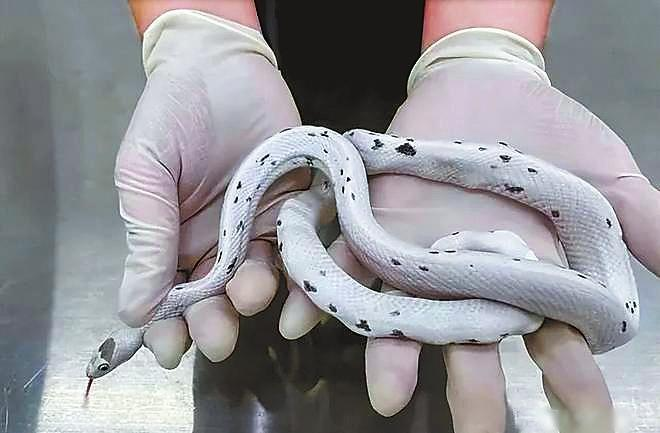 Woman conceals five live snakes around her chest