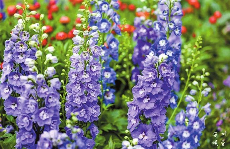 Have a spring date at GBA Flower Show