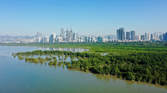 Taking Care of The Mangroves with Four Seasons Hotel Shenzhen